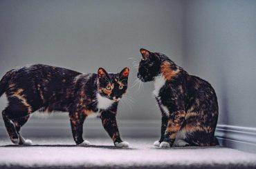 CBD pour chats : effets, conseils, dosage et avis