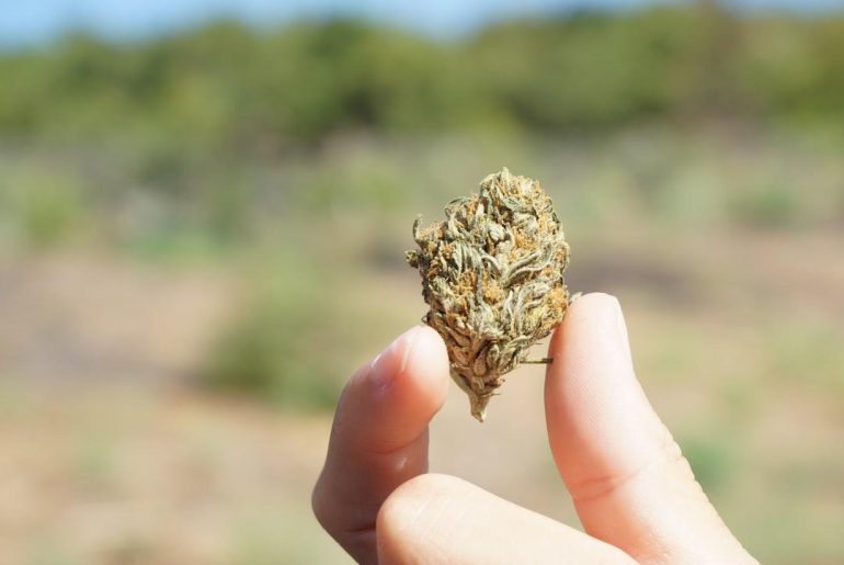 Comment conserver des fleurs de CBD ?