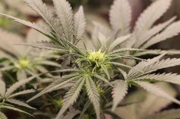 Comment conserver le CBD ?