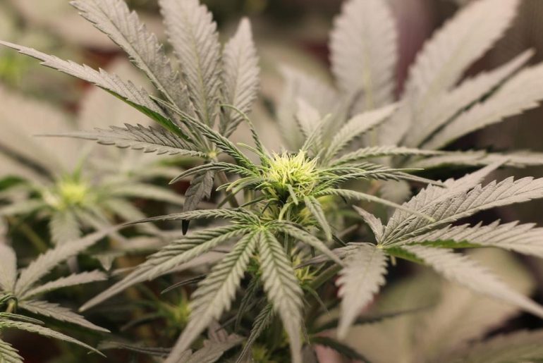Comment conserver le CBD ?