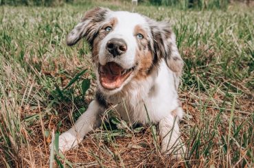 Peut-on donner du CBD à un animal ?