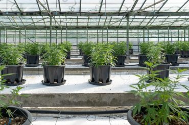 Quelle est la différence entre le CBD et le cannabis ?
