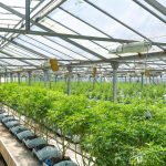 Quels sont les effets et les bienfaits de l’huile de CBD ?