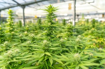 Y-a-t-il plusieurs variétés de CBD ?