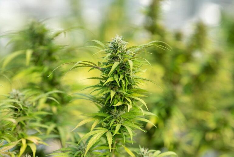 Comment consommer le CBD ?